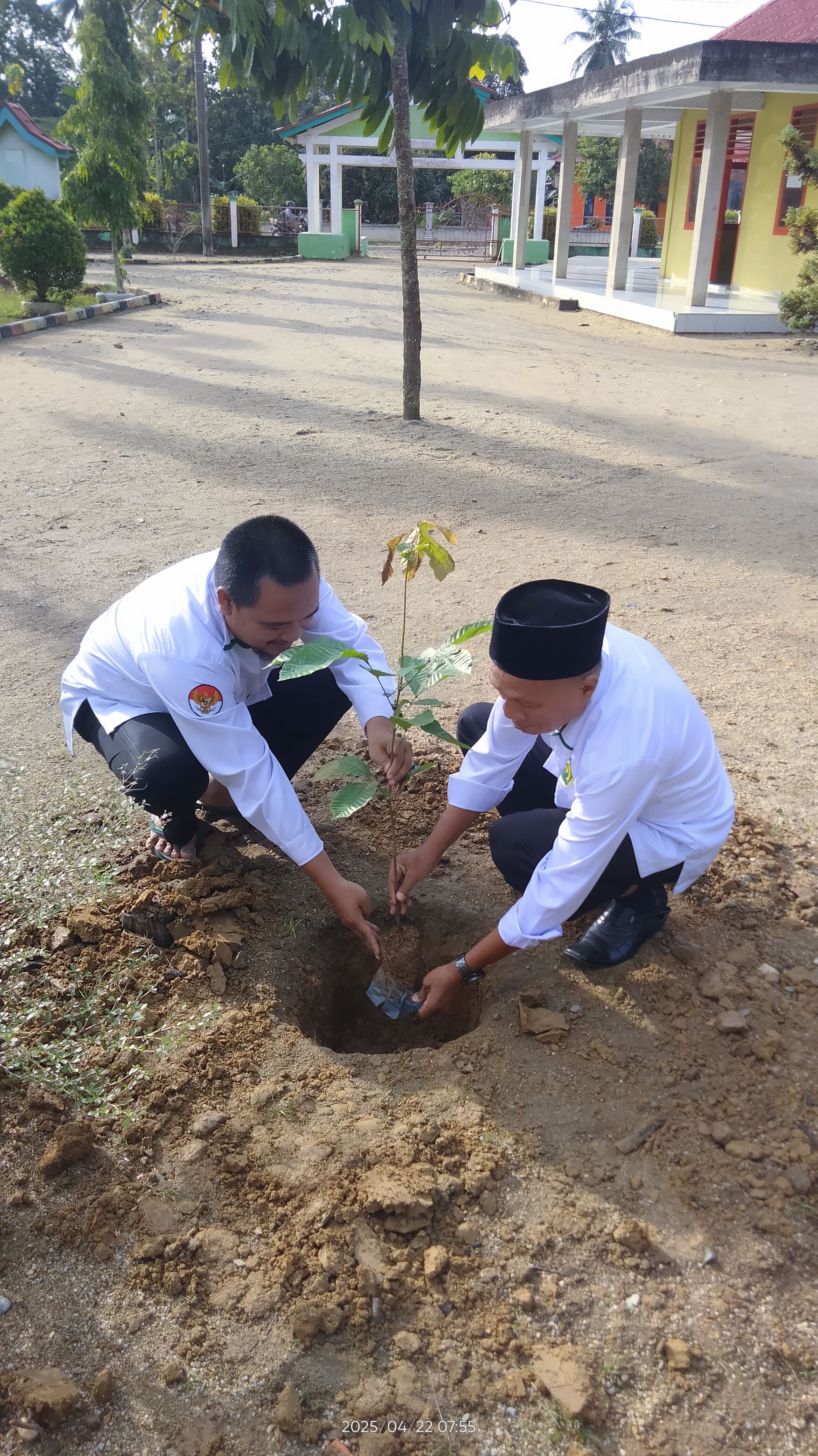 MIN 3 TEBO melakukan Gerakan Nasional Penanaman Satu Juta Pohon Matoa